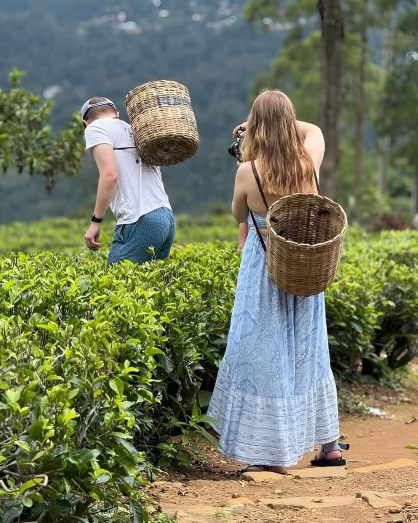 Travelers watch tea plantation